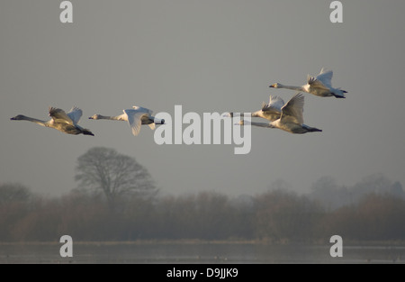 Schwäne fliegen in Welney Norfolk Stockfoto