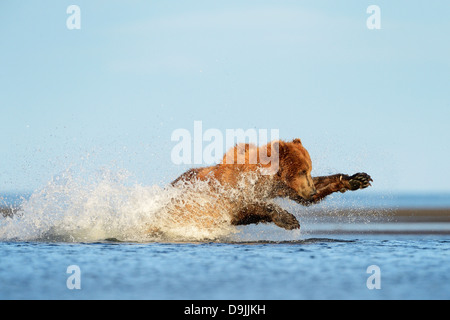 Grizzly Bear (Ursus arctos) springt auf Fische Stockfoto