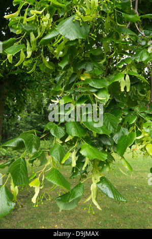Blätter der gemeinsamen Linde (Tilia X vulgaris) Stockfoto