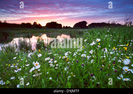 viele Kamillenblüten See bei Rosa dramatischen Sonnenuntergang Stockfoto