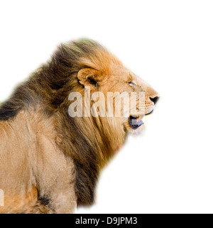 Löwenkopf isoliert Stockfoto