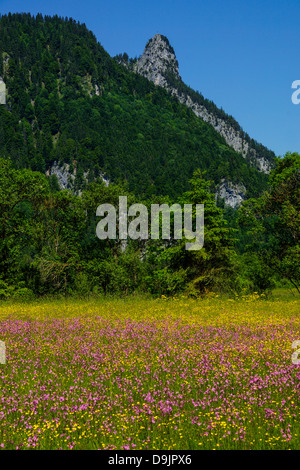 Blumenwiese mit Blick auf den Kofel in den Ammergauer Alpen, Oberammergau, Oberbayern, Deutschland Stockfoto