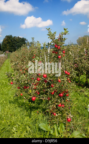 Apple Garten voller abgelagertem rote Äpfel Stockfoto