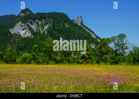 Blumenwiese mit Blick auf den Kofel in den Ammergauer Alpen, Oberammergau, Oberbayern, Deutschland Stockfoto