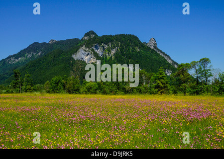 Blumenwiese mit Blick auf den Kofel in den Ammergauer Alpen, Oberammergau, Oberbayern, Deutschland Stockfoto