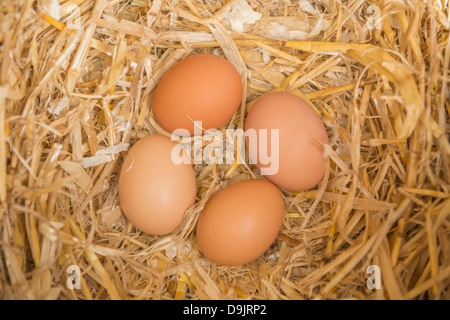 Hühnereier in einer Verlegung Box frisch gelegt Stockfoto