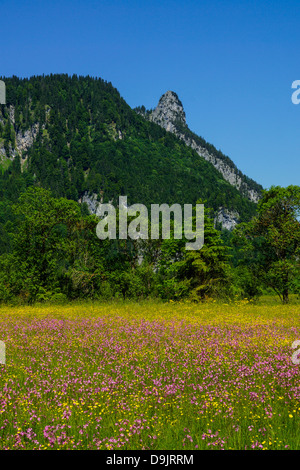 Blumenwiese mit Blick auf den Kofel in den Ammergauer Alpen, Oberammergau, Oberbayern, Deutschland Stockfoto