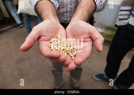 Kichererbsen bilden einen wichtigen Teil der traditionellen Küche aus der Region Apulien in Italien. Stockfoto