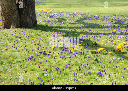 Wiese im Park voll von Krokusblüten Stockfoto