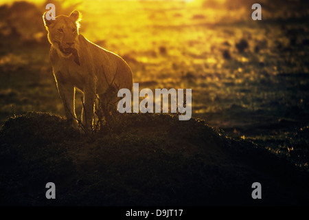 Löwe mit einem Gnus zu töten, bei Sonnenaufgang, Masai Mara, Kenia Stockfoto