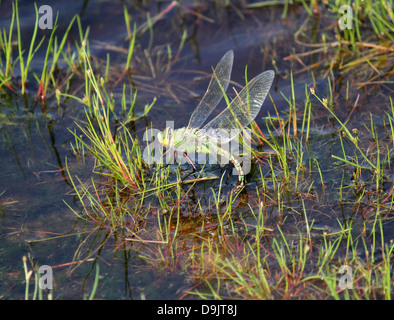 Detaillierte Makro einer weiblichen blau Kaiser Libelle (Anax Imperator) Eier im Wasser Stockfoto