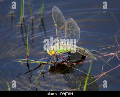 Detaillierte Makro einer weiblichen blau Kaiser Libelle (Anax Imperator) Eier im Wasser Stockfoto