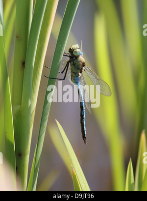 Detaillierte Makro einer männlichen blauen Kaiser Libelle (Anax Imperator) in sumpfigen Feuchtgebieten Stockfoto