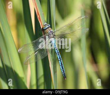Detaillierte Makro einer männlichen blauen Kaiser Libelle (Anax Imperator) Stockfoto
