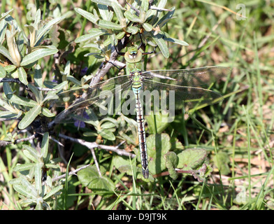 Detaillierte Makro einer männlichen blauen Kaiser Libelle (Anax Imperator) Stockfoto