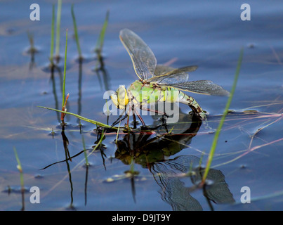 Detaillierte Makro einer weiblichen blau Kaiser Libelle (Anax Imperator) Eier im Wasser Stockfoto