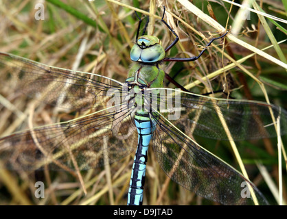Detaillierte Makro eine männliche blaue Kaiser Libelle (Anax Imperator) posiert auf dem Boden Stockfoto