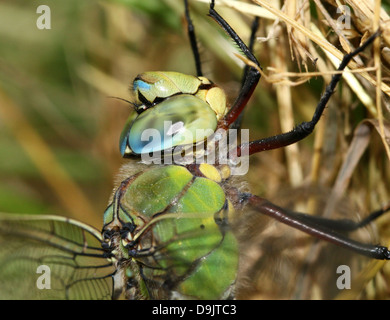 Extrem detaillierte Makro des Kopfes und der Augen einer männlichen blauen Kaiser Libelle (Anax Imperator) Stockfoto