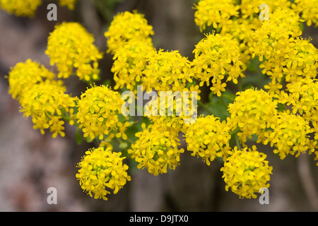 Alyssum Stribrnyi Blumen wachsen in einem Steingarten. Stockfoto