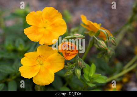 Helianthemum 'Old Gold'. Rock rose wächst in einem Steingarten. Stockfoto