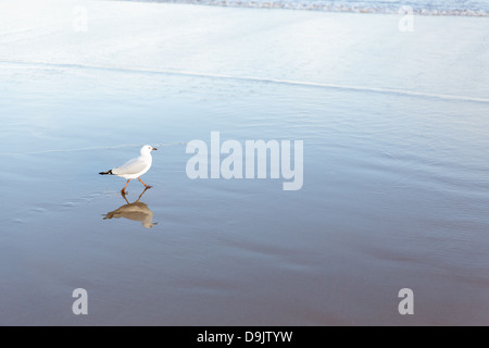 Möwe zu Fuß am Strand Stockfoto