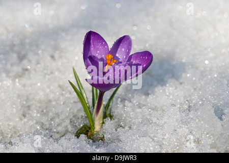 Krokusse im Schnee mit Wassertropfen Stockfoto