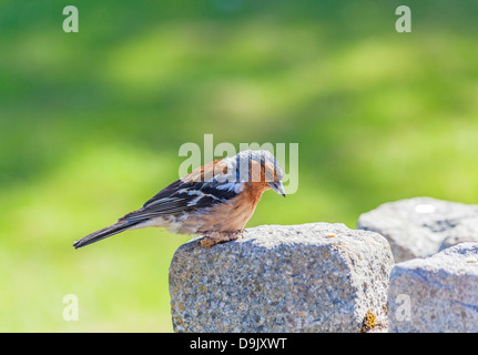 Buchfink (Fringilla coelebs) mit warzigen Wucherungen auf dem Bein, genannt bumblefoot, verursacht durch Fringilla Papillomavirus (FPV) - nativ, wohnhaft Stockfoto