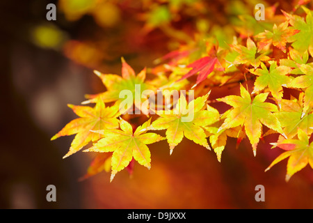 Acer Palmatum Osakazuki im Herbst bei der königliche Botanische Garten. Madrid. Spanien Stockfoto