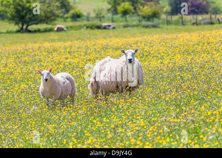 Zwei Schafe in einem Feld von Butterblume am Mynydd Illtud häufig am Bergzentrum im Brecon Beacons National Park, South Wales Stockfoto