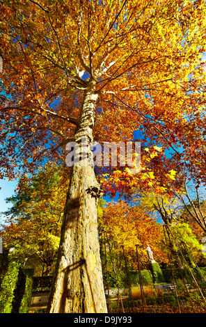 Platane (Platanus X hispanica) im Herbst im Botanischen Garten. Madrid. Spanien Stockfoto