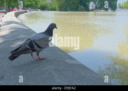 Verzweifelte einsame Taube beobachten Überschwemmung Fluss Raba in Györ, Ungarn Stockfoto