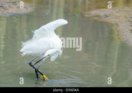 Snowy Silberreiher (Egretta unaufger), Angeln in einem trocknen Sumpf im Bosque del Apache National Wildlife Refuge, co. in Socorro, New Mexico. Stockfoto