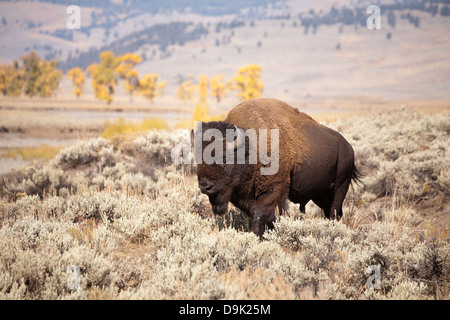 Reife Bison Bulle durchstreift durch Beifuß in Lamar Valley, Yellowstone-Nationalpark, Wyoming Stockfoto