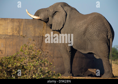 Elefant aus Betondamm trinken Stockfoto