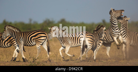 Zebra-Kampf im Krüger-Nationalpark Stockfoto