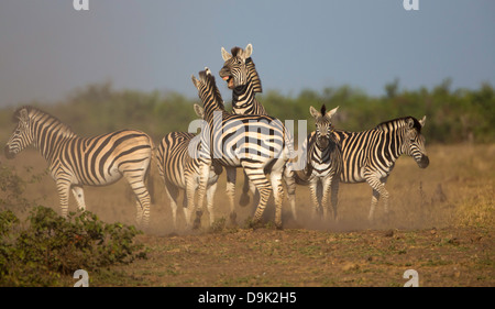 Zebra-Kampf im Krüger-Nationalpark Stockfoto