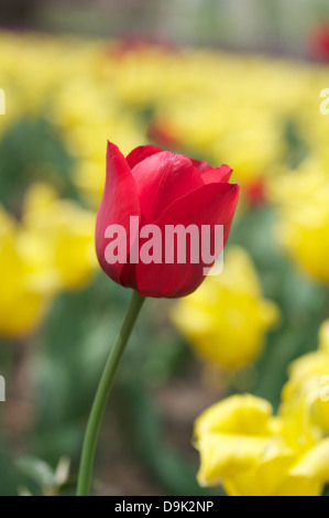 Schöne blühende rote Tulpe auf gelben Blumen Hintergrund Stockfoto