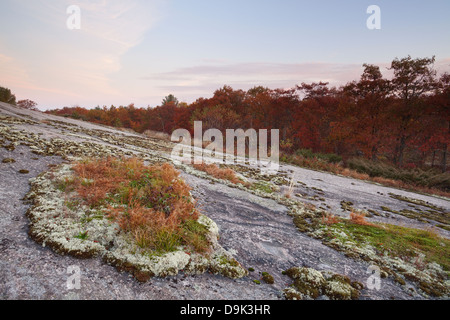 Großen Flechten Patch Burgund Eichen stehen im Hintergrund, Muskoka, Ontario, Kanada. Stockfoto