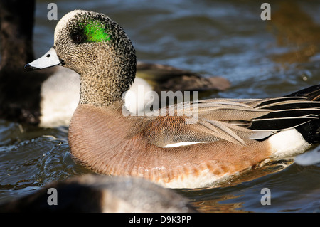 amerikanische Pfeifente oder Baldpate Ente Anas americana Stockfoto