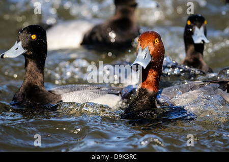 Rothaarige Ente Aythya Americana mit lesser Scaup Enten, Choptank River, Chesapeake Bay, Cambridge, Maryland Stockfoto