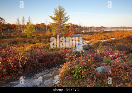 Ein Weg führt durch ein Moor in Muskoka, Ontario, Kanada Stockfoto