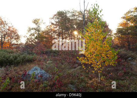 Birke mit schönen gelben Blätter im späten Aurtumn, Muskoka, Ontario, Kanada. Stockfoto