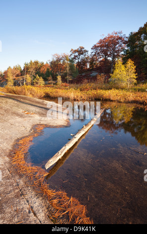 Ein Alter Baum ruht still in einem kleinen Teich in Muskoka, Ontario, Kanada. Stockfoto