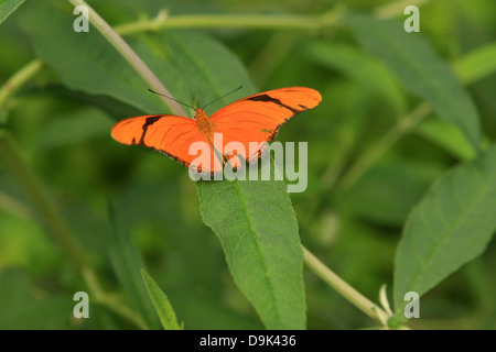 Orange Schwarz Schmetterling Insekt Bug auf Blatt Blätter grünen Frühling Sommer Stockfoto