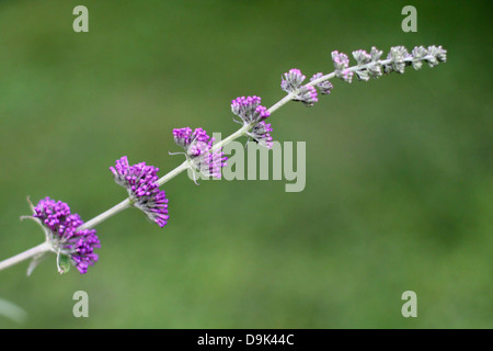 lange violette Blüten mit grünem Garten Hintergrund Pflanze Stockfoto