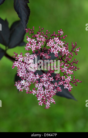 Sambucus nigra f porphyrophylla Gerda. Ältere "Gerda". Schwarzer Holunder in Blume Stockfoto