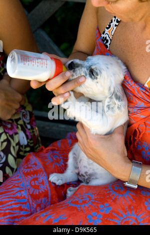 Hund Welpe der English Setter Rasse saugen aus einer Flasche Stockfoto