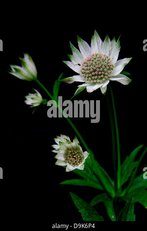 Porträt von Astrantia Major wächst im englischen Garten in Cherhill, Wiltshire, UK. Stockfoto