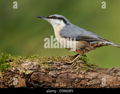 Kleiber - Sitta Europaea auf Moos bedeckt Log Stockfoto