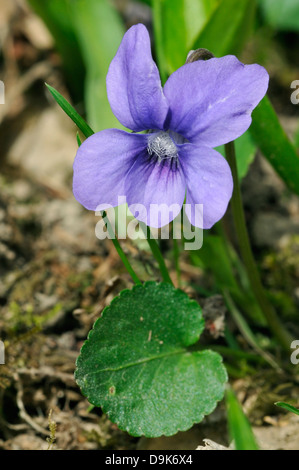 Gemeinsamen Hund-Veilchen - Viola Riviniana Blume und Blatt Stockfoto